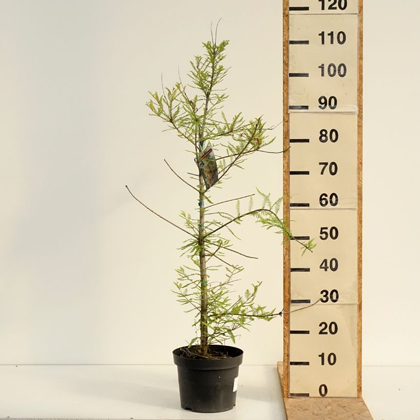 Example of Taxodium distichum - Sumpfzypresse Topf mit 3L/4L as you get in ete