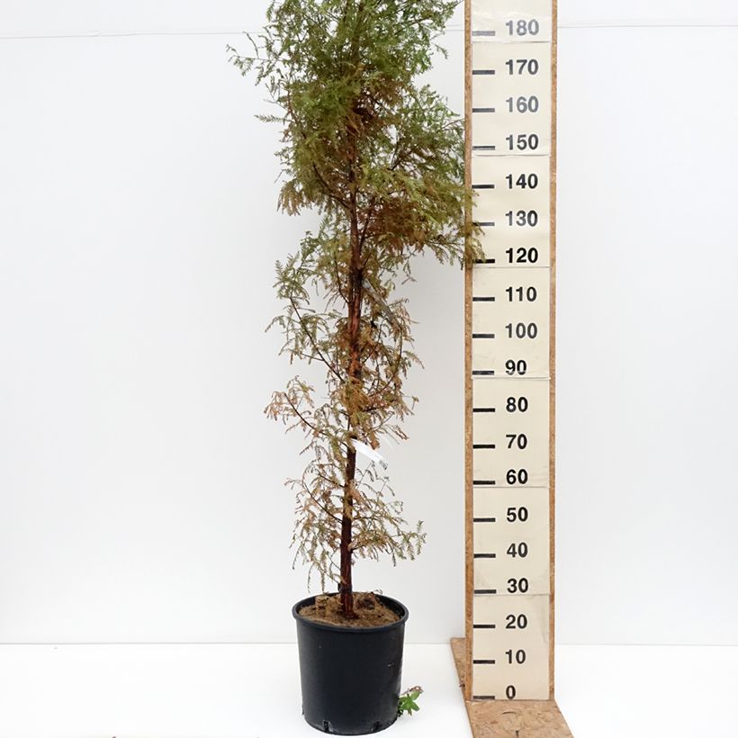 Exemplar von Taxodium distichum - Sumpfzypresse Topf mit 7,5L/10L wie im Herbst geliefert