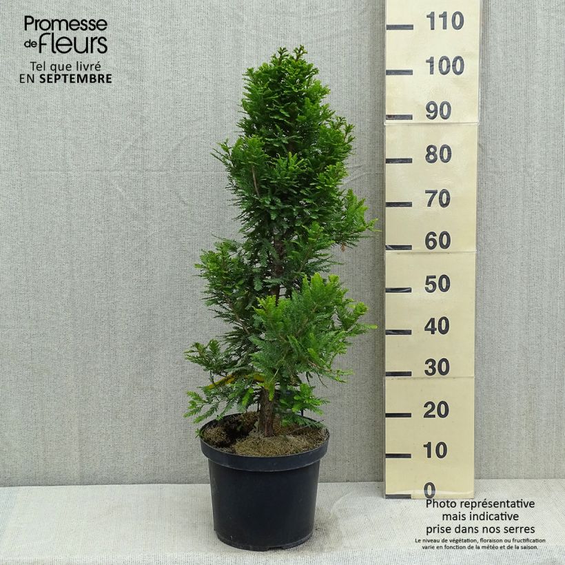 Example of Taxodium distichum Pevé Minaret - Sumpfzypresse Topf mit 6L/7L as you get in ete