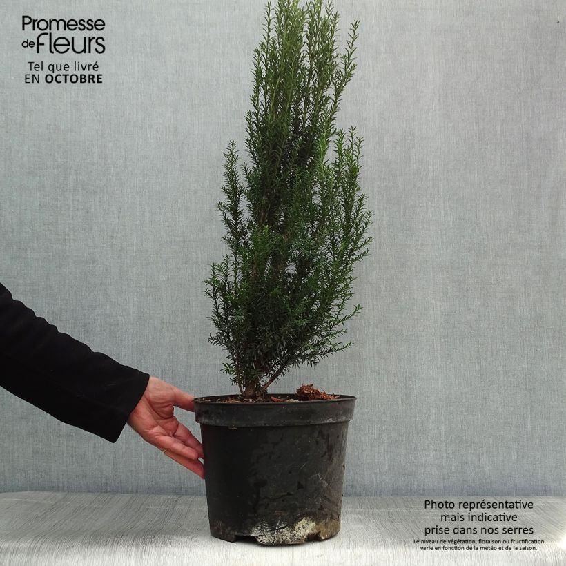 Example of Eibe - Taxus baccata Topf mit 4L/5L as you get in automne