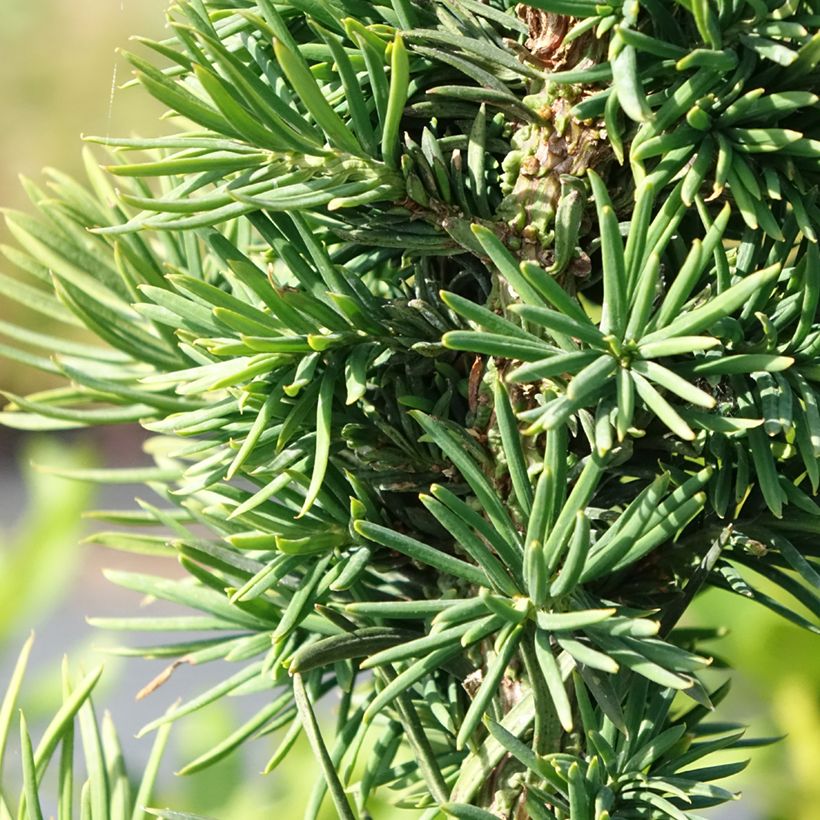 Taxus baccata Cristata - Eibe (Laub)