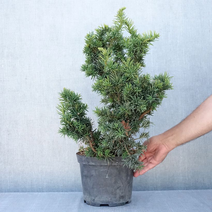 Example of Taxus baccata Cristata - Eibe Topf mit 4L/5L as you get in ete