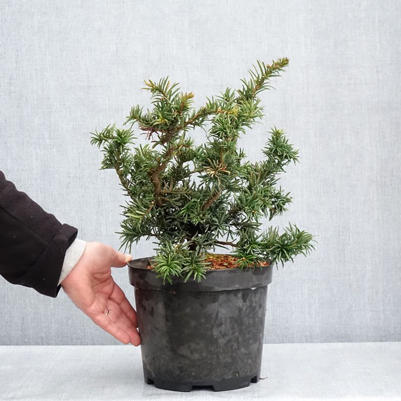 Exemplar von Taxus baccata Cristata - Eibe Topf mit 4L/5L wie im Frühjahr geliefert