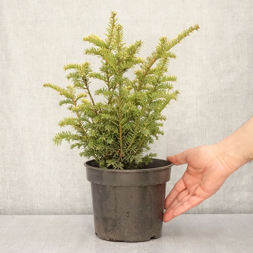 Exemplar von Taxus baccata Elegantissima - Eibe Topf mit 3L/4L wie im Frühjahr geliefert