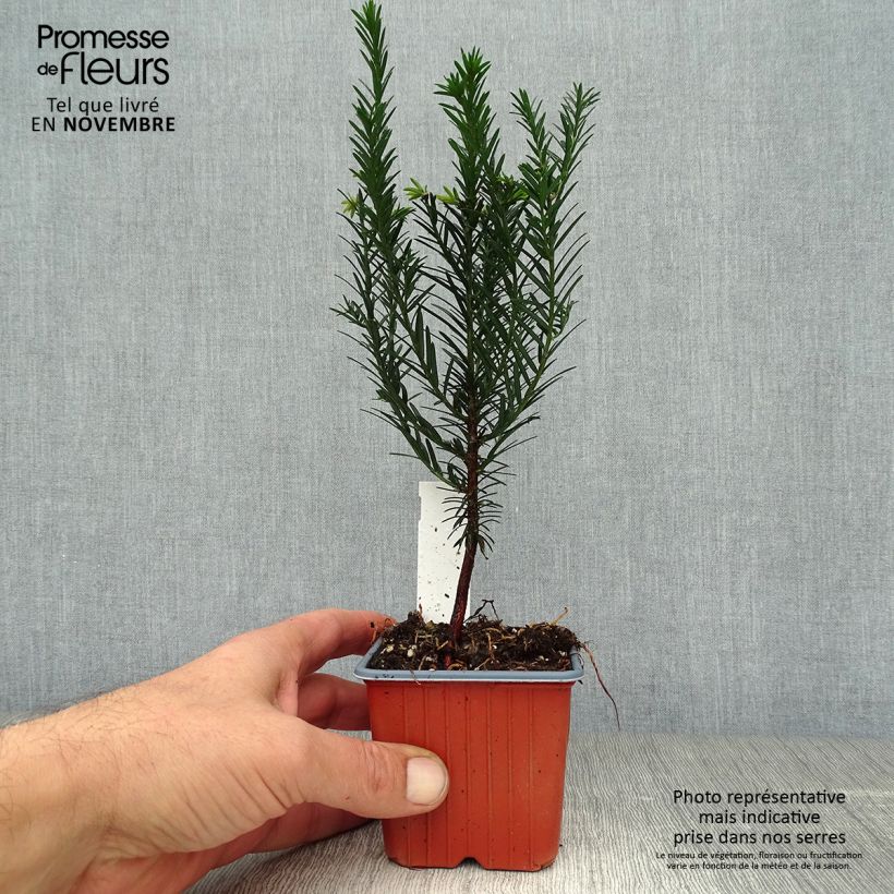 Example of Eibe - Taxus baccata Kleine Töpfe von 8/9 cm as you get in automne
