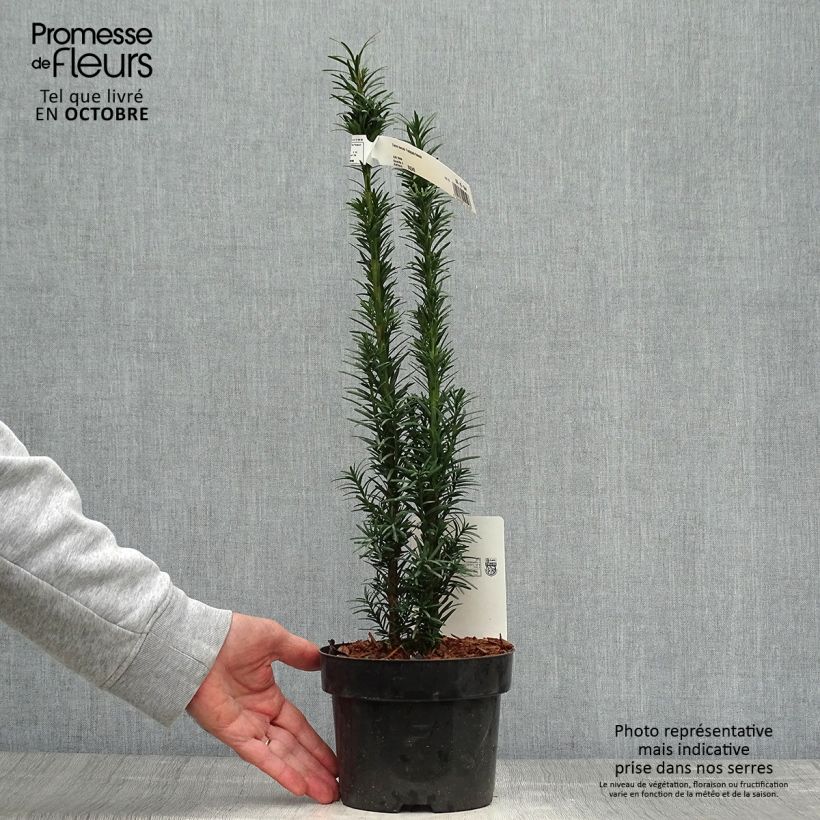 Example of Eibe Fastigiata Robusta - Taxus baccata Topf mit 2L/3L as you get in automne