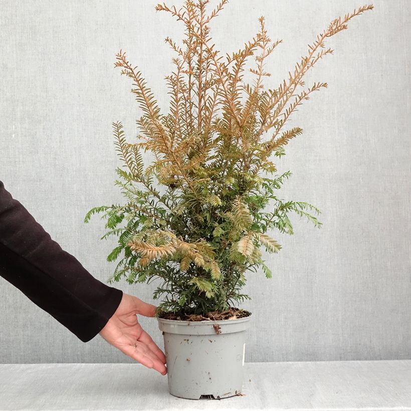 Exemplar von Eibe - Taxus baccata Topf mit 2L/3L wie im Herbst geliefert