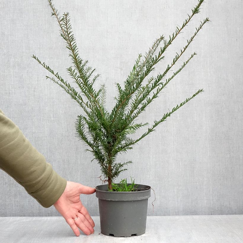 Exemplar von Eibe - Taxus baccata Topf mit 2L/3L wie im Winter geliefert