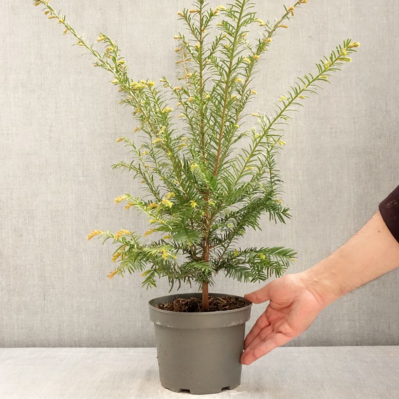 Exemplar von Eibe - Taxus baccata Topf mit 2L/3L wie im Frühjahr geliefert