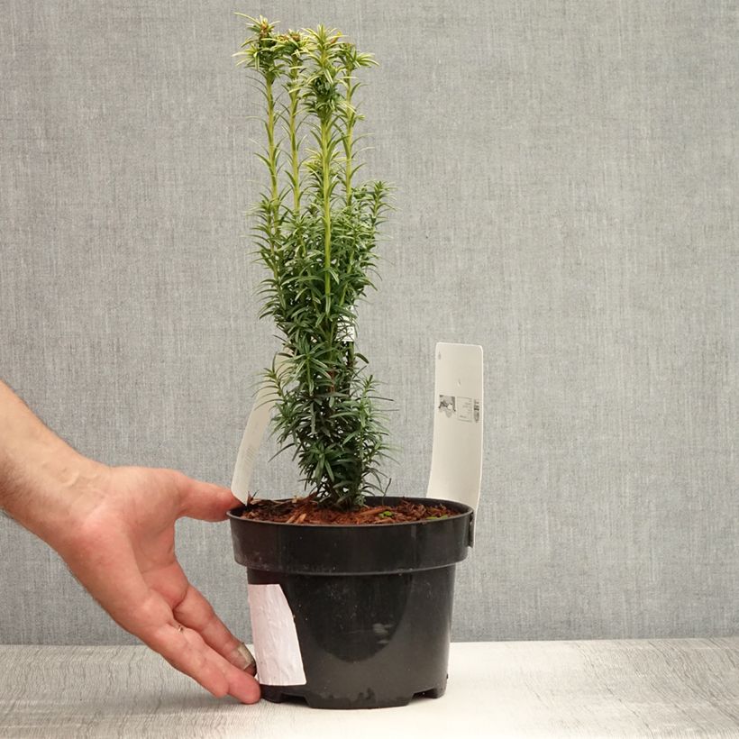 Exemplar von Eibe Ivory Tower - Taxus baccata Topf mit 2L/3L wie im Sommer geliefert