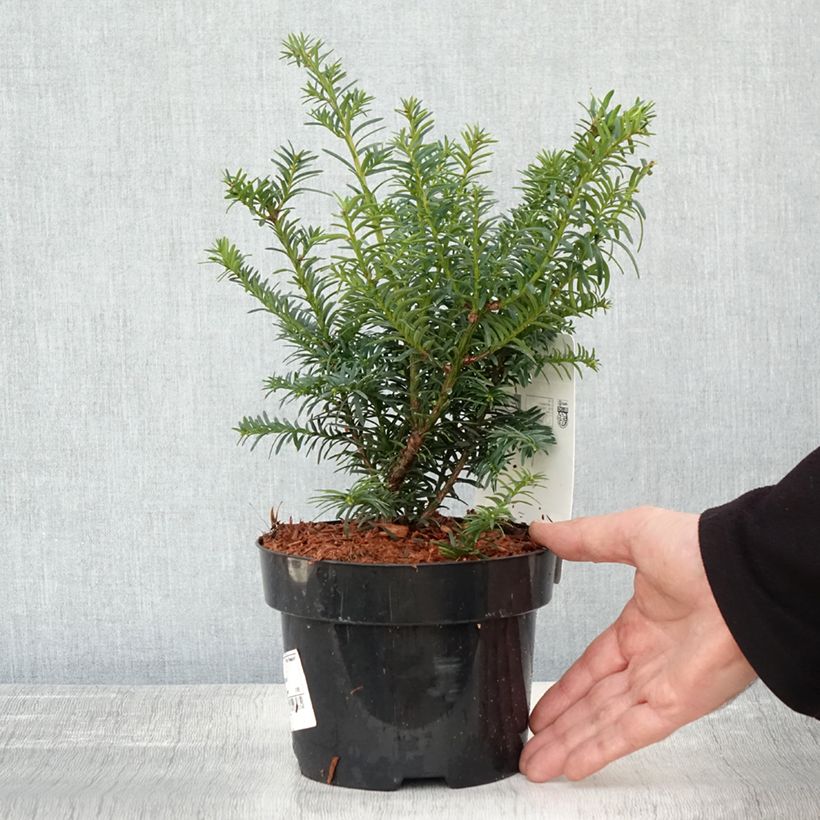 Example of Eibe Summergold - Taxus baccata Topf mit 2L/3L as you get in automne