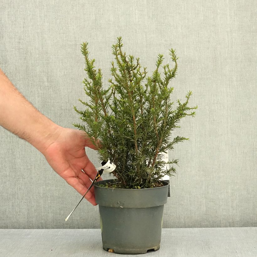 Exemplar von Eibe Tiny T - Taxus baccata Topf mit 2L/3L wie im Sommer geliefert