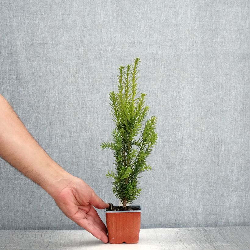 Example of Becher-Eibe Hillii - Taxus media Kleine Töpfe von 8/9 cm as you get in ete