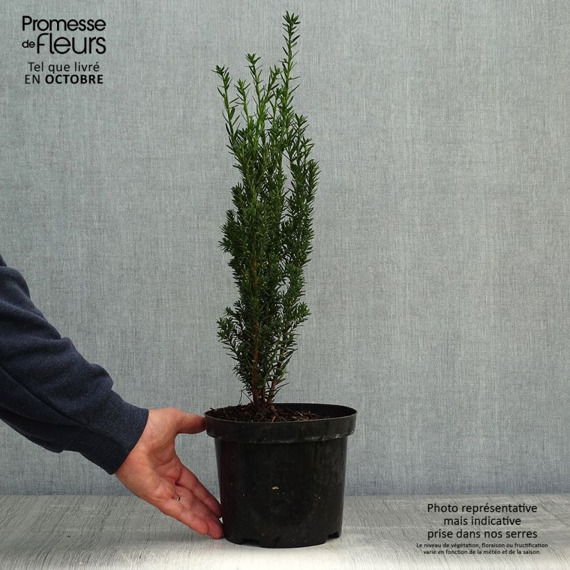 Example of Becher-Eibe Hillii - Taxus media Topf mit 2L/3L as you get in automne