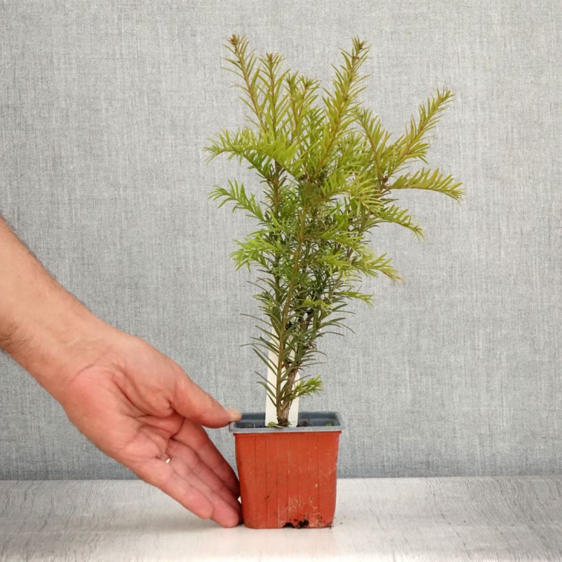 Example of Becher-Eibe Groenland - Taxus media Kleine Töpfe von 8/9 cm as you get in ete