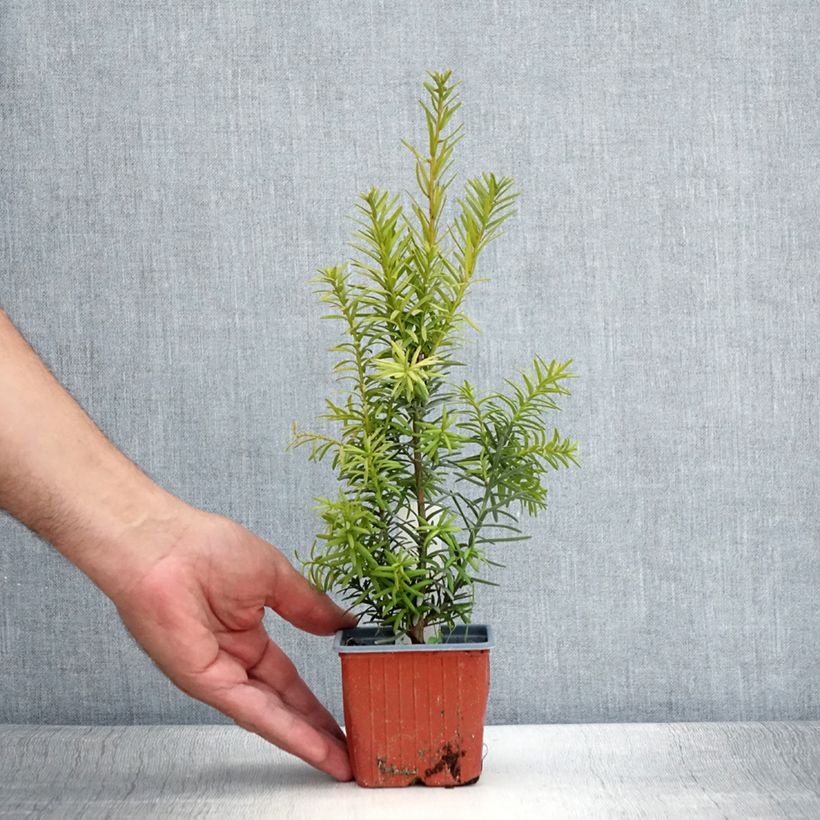 Example of Becher-Eibe Hicksii - Taxus media Kleine Töpfe von 8/9 cm as you get in ete