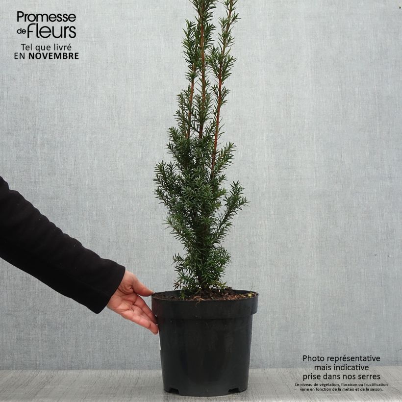 Example of Becher-Eibe Hicksii - Taxus media Topf mit 7,5L/10L as you get in automne