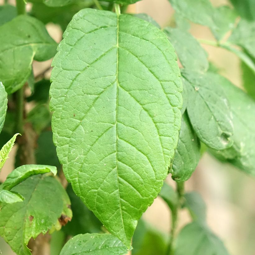 Tecoma stans - Trompetenstrauch (Foliage)