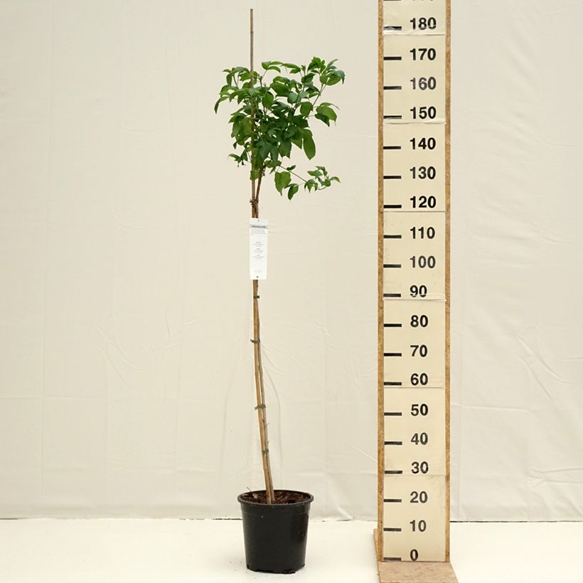 Example of Tecoma stans - Trompetenstrauch Topf mit 7,5L/10L as you get in printemps