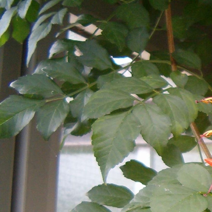 Tecoma capensis - Trompetenstrauch (Foliage)