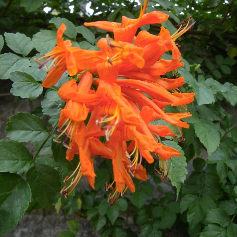 Tecoma capensis - Trompetenstrauch (Flowering)