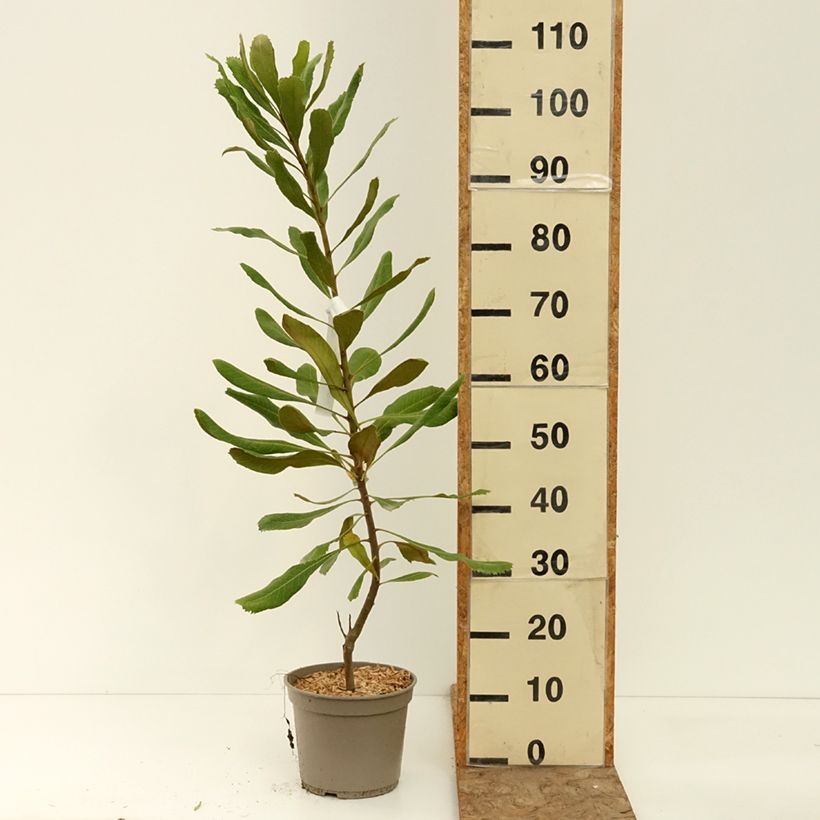 Exemplar von Telopea speciosissima Red Embers - Telopeie Topf mit 4L/5L wie im Sommer geliefert