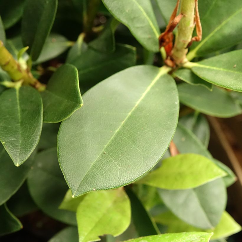 Telopea speciosissima - Telopeie (Foliage)