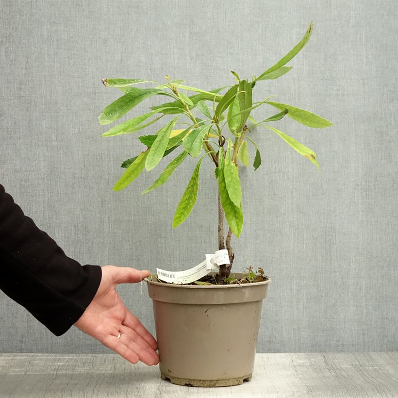 Example of Telopea speciosissima White - Telopeie Topf mit 4L/5L as you get in automne