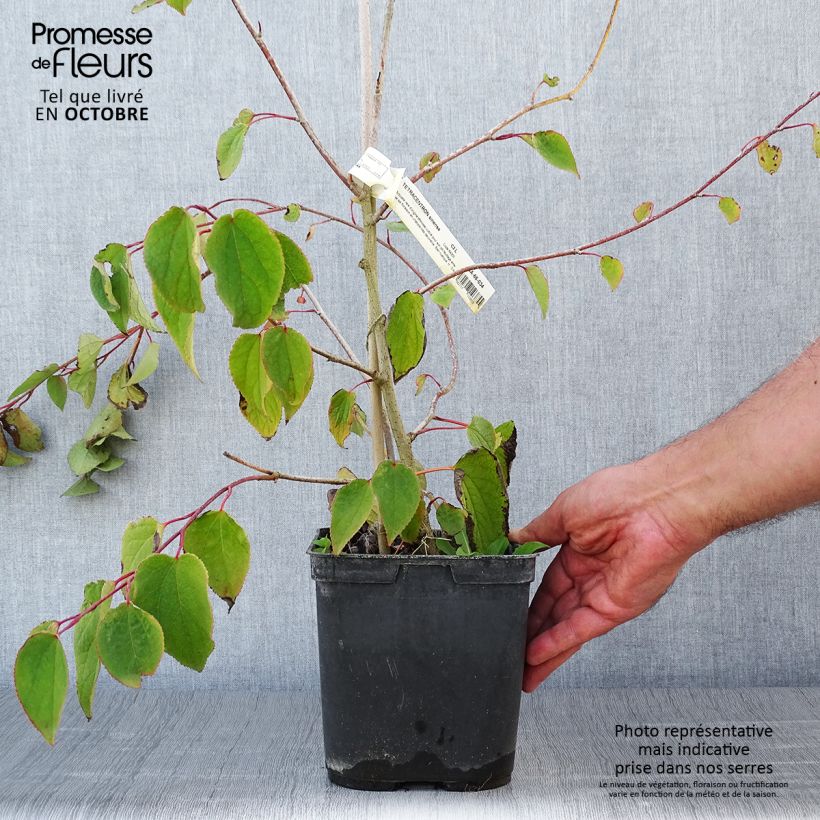 Example of Tetracentron sinense - Vierspornbaum Topf mit 2L/3L as you get in automne