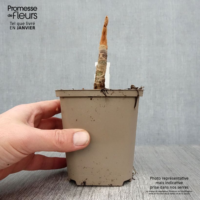 Example of Tetrapanax papyrifera Rex - Reispapierbaum Topf 10 cm/11cm as you get in hiver