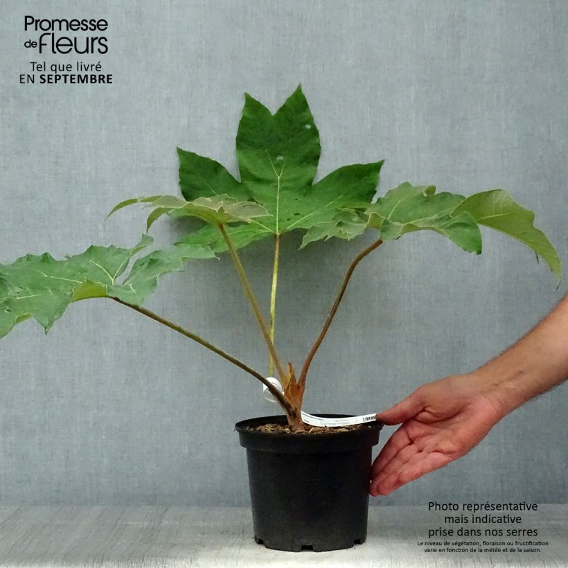 Example of Tetrapanax papyrifera Rex - Reispapierbaum Topf mit 3L/4L as you get in automne