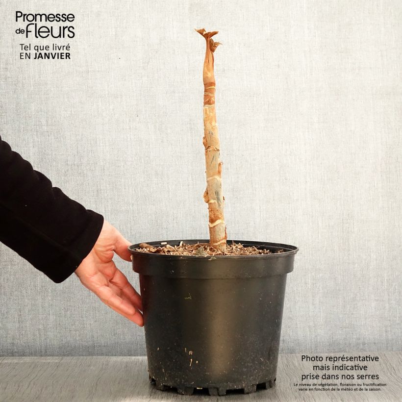 Exemplar von Tetrapanax papyrifera Rex - Reispapierbaum Topf mit 6L/7L wie im Winter geliefert