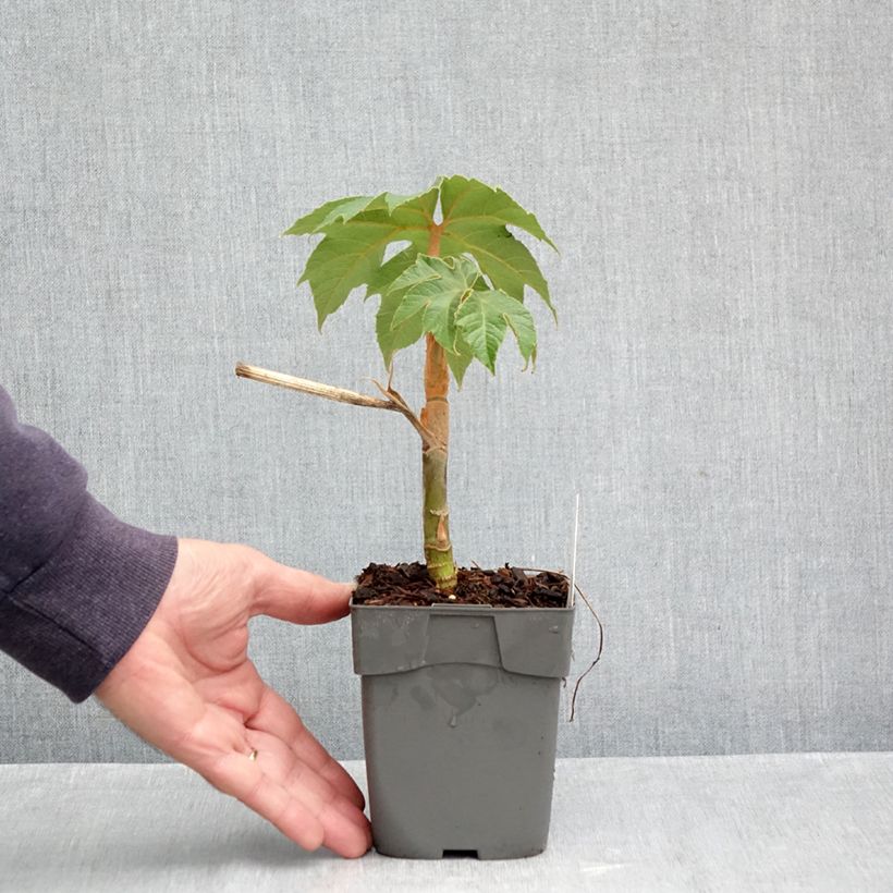 Exemplar von Tetrapanax papyrifera Rex - Reispapierbaum Topf 10 cm/11cm wie im Herbst geliefert
