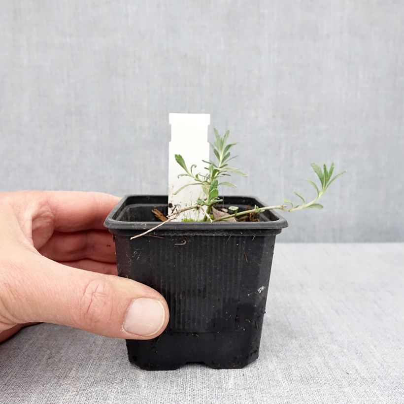 Exemplar von Teucrium ackermannii - Gamander Kleine Töpfe von 8/9 cm wie im Frühjahr geliefert