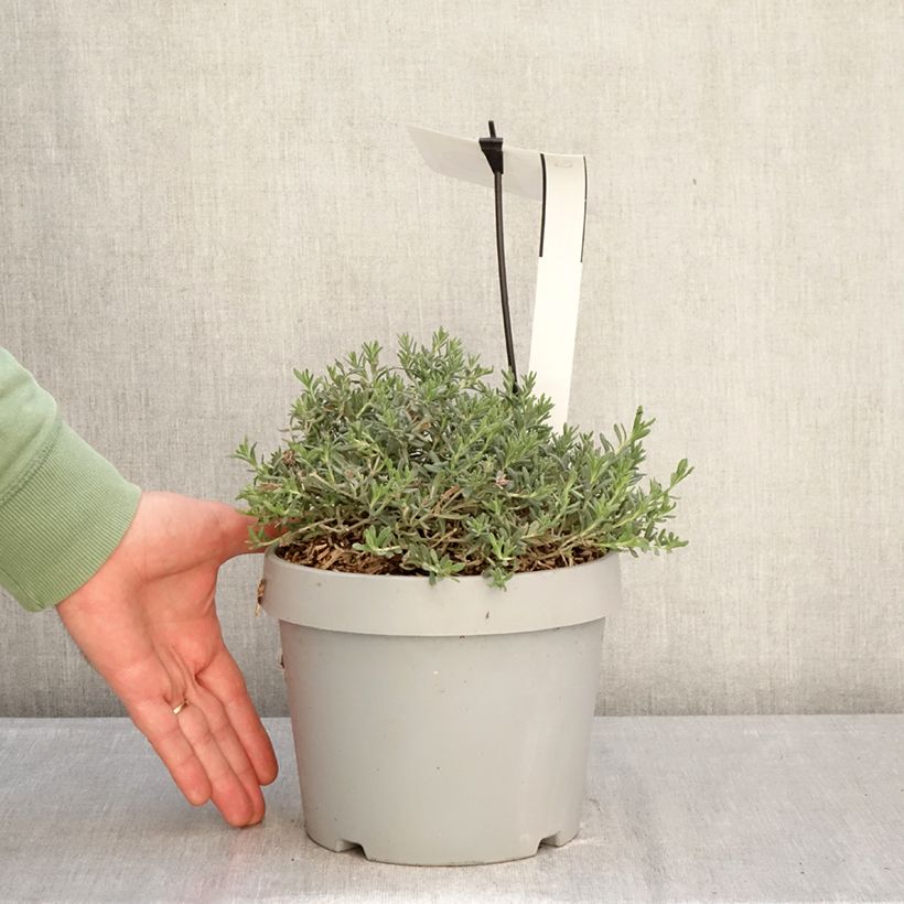 Exemplar von Teucrium ackermannii - Gamander Topf mit 3L/4L wie im Winter geliefert