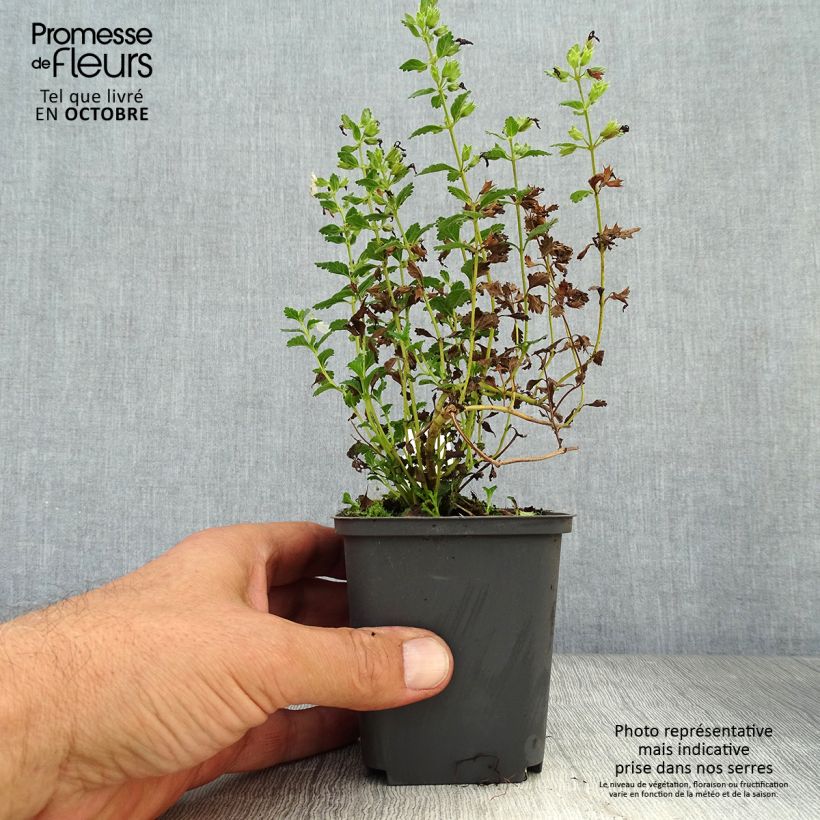 Example of Teucrium chamaedrys Alba - Gemeiner Gamander Kleine Töpfe von 8/9 cm as you get in automne