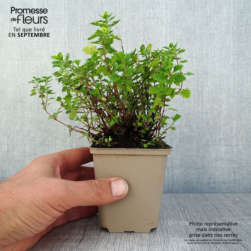 Example of Teucrium chamaedrys Wild Form - Gemeiner Gamander Kleine Töpfe von 8/9 cm as you get in ete