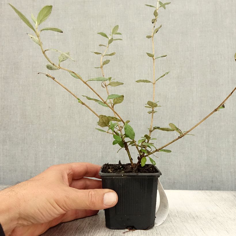 Example of Teucrium fruticans Selection Erecta - Strauchiger Gamander Kleine Töpfe von 8/9 cm as you get in automne