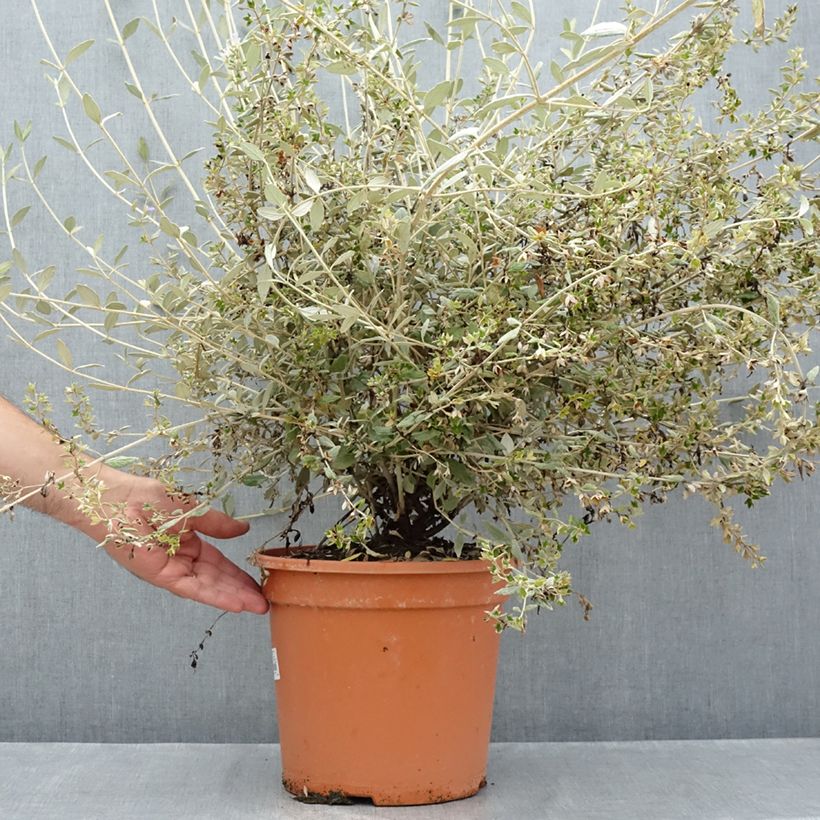 Example of Teucrium fruticans Selection Erecta - Strauchiger Gamander Topf mit 7,5L/10L as you get in ete