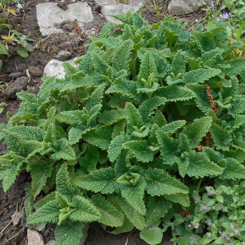 Teucrium hircanicum - Kaukasus-Gamander (Foliage)