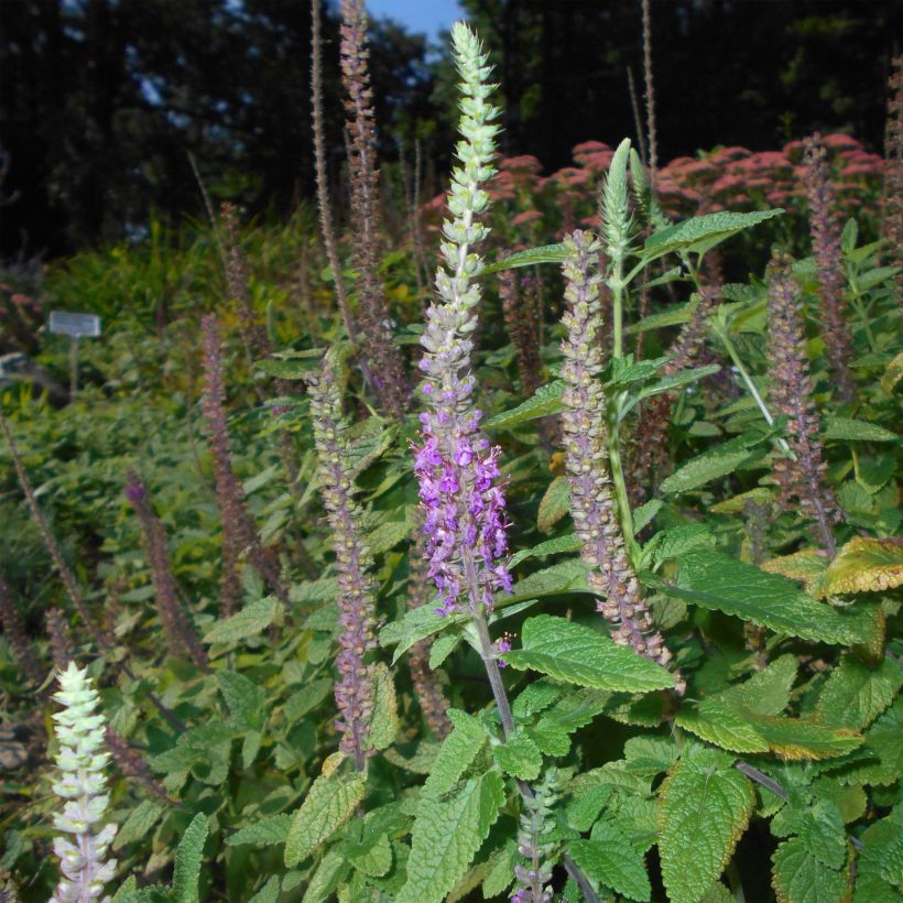 Teucrium hircanicum - Kaukasus-Gamander (Flowering)