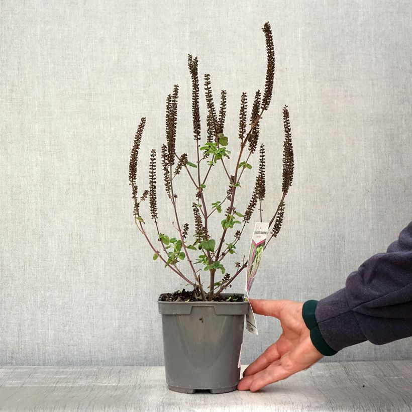 Example of Teucrium hircanicum Paradise Delight - Kaukasus-Gamander Topf mit 2L/3L as you get in automne