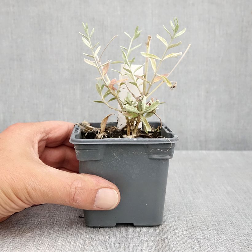 Exemplar von Teucrium Indyho - Gamander Kleine Töpfe von 8/9 cm wie im Herbst geliefert