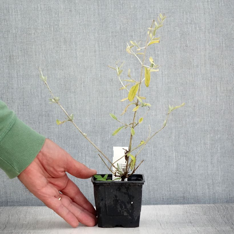 Example of Teucrium Indyho - Gamander Kleine Töpfe von 8/9 cm as you get in ete