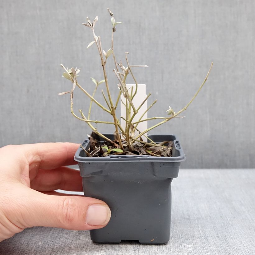 Exemplar von Teucrium Indyho - Gamander Kleine Töpfe von 8/9 cm wie im Winter geliefert