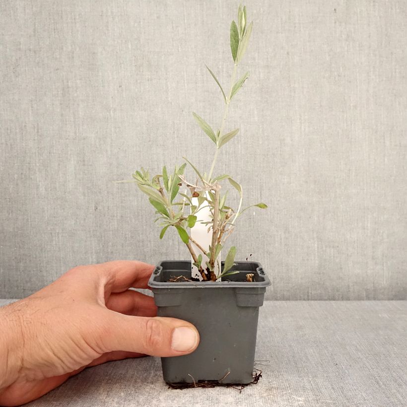 Exemplar von Teucrium Indyho - Gamander Kleine Töpfe von 8/9 cm wie im Frühjahr geliefert