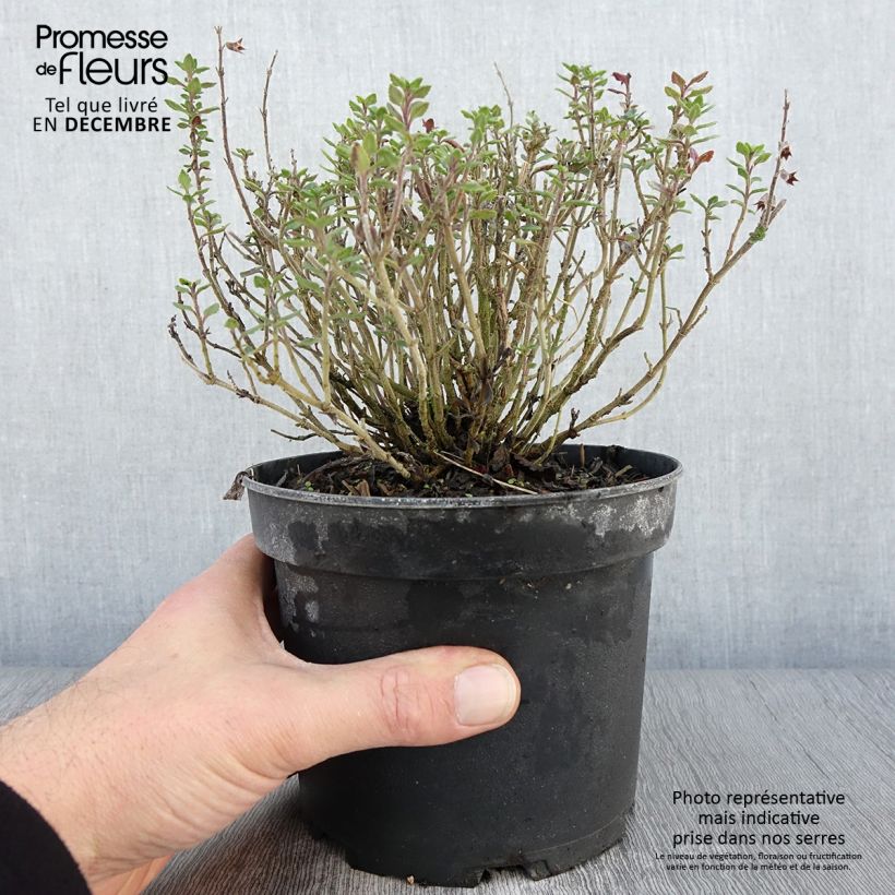 Example of Teucrium lucidrys - Immergrüner Gamander Topf mit 2L/3L as you get in automne