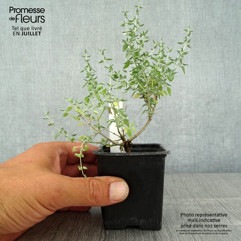 Example of Teucrium marum - Katzen-Gamander Kleine Töpfe von 8/9 cm as you get in ete