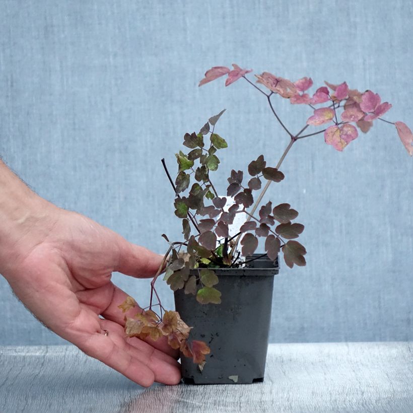 Exemplar von Thalictrum Anne - Wiesenraute Kleine Töpfe von 8/9 cm wie im Sommer geliefert