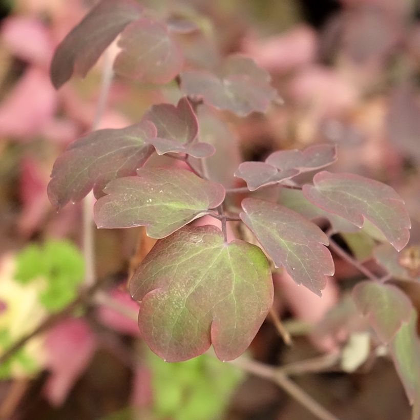 Thalictrum Anne - Wiesenraute (Foliage)
